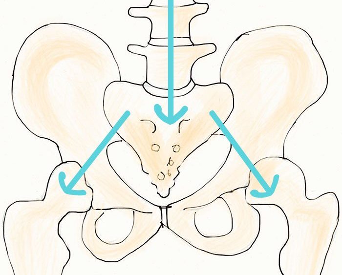 back anatomy