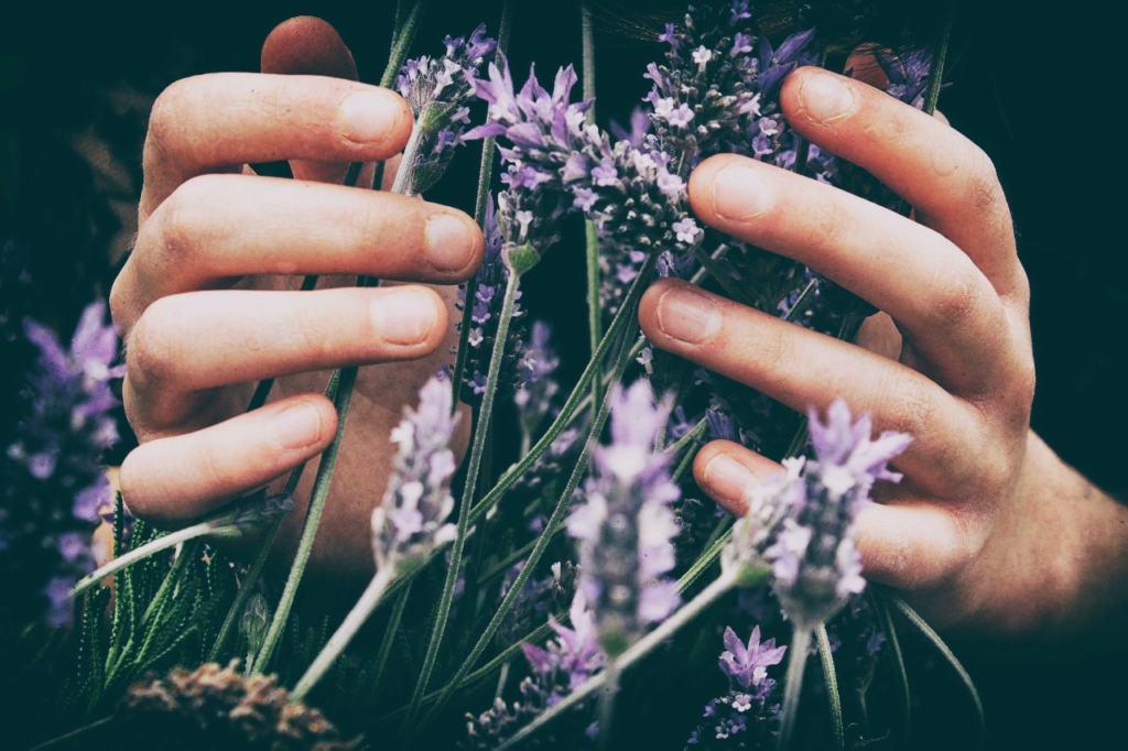 Hands touching plants