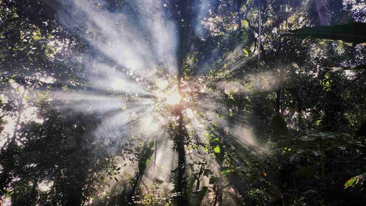 Looking up at the sunlight through trees