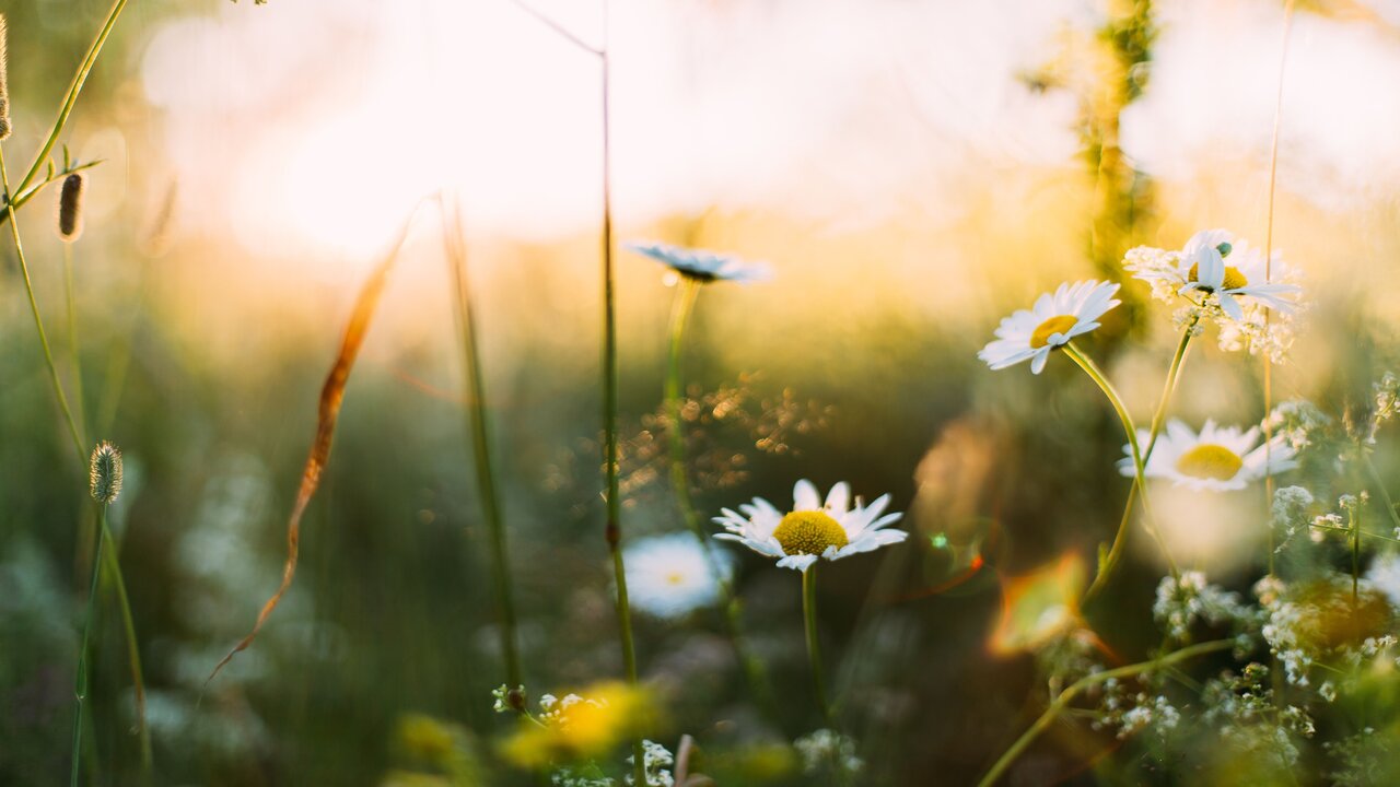 Daisies