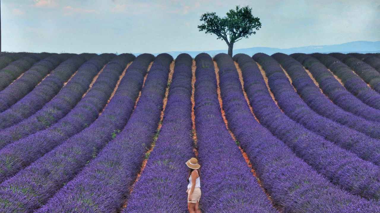 a woman standing in a field of perfect rows of lavender