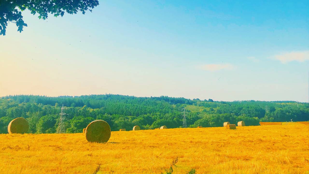 Summer fields