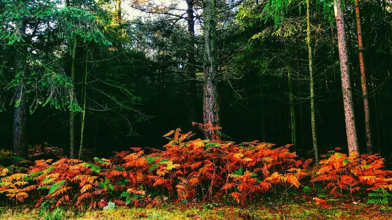 Autumn Woodland