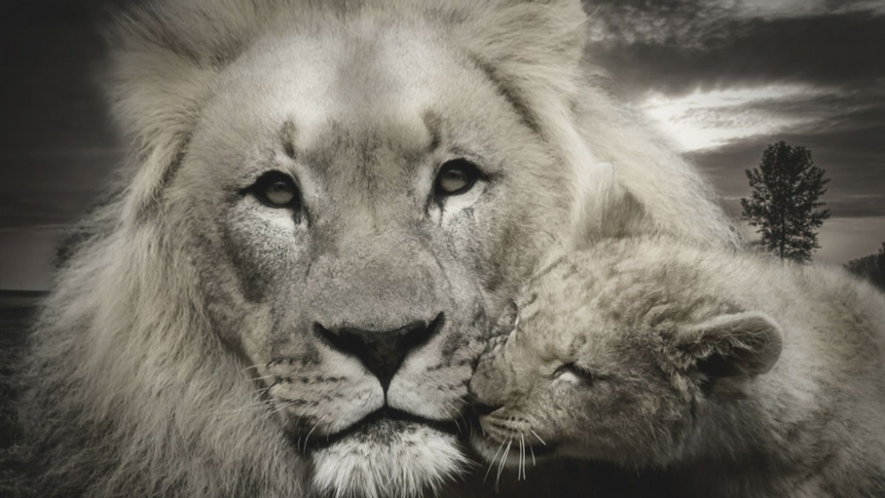 Self Love and the Inner Lion