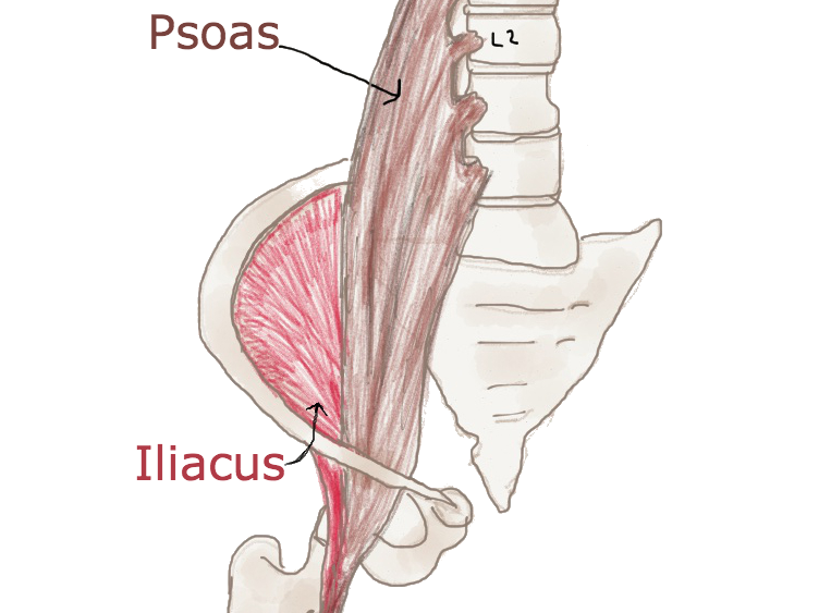 Yoga for the psoas – stretch, release and tone