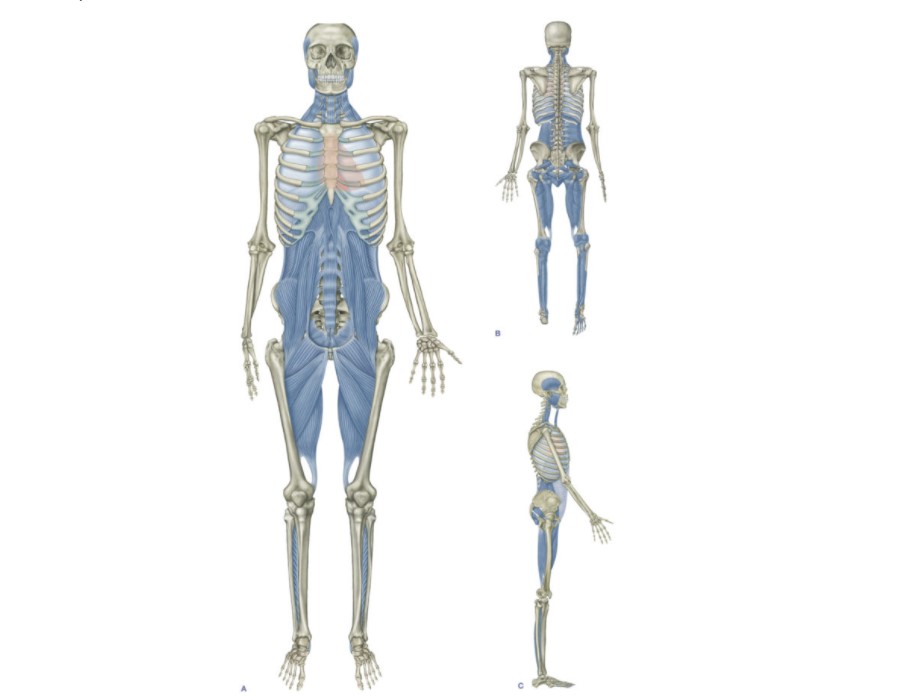 Anatomy Trains Diagrams