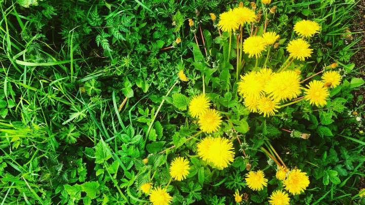 Dandelions