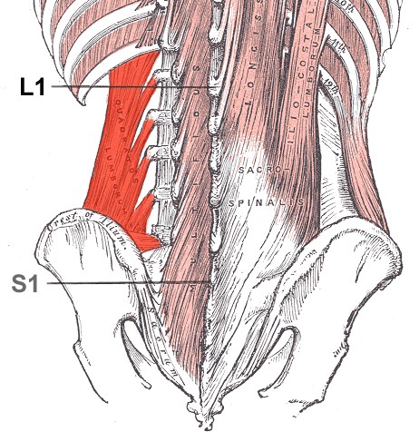 anatomical ddrawing of the quadratus lumborum muscles