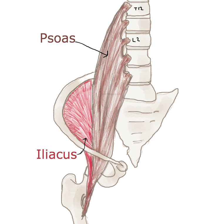 The psoas muscle attachments