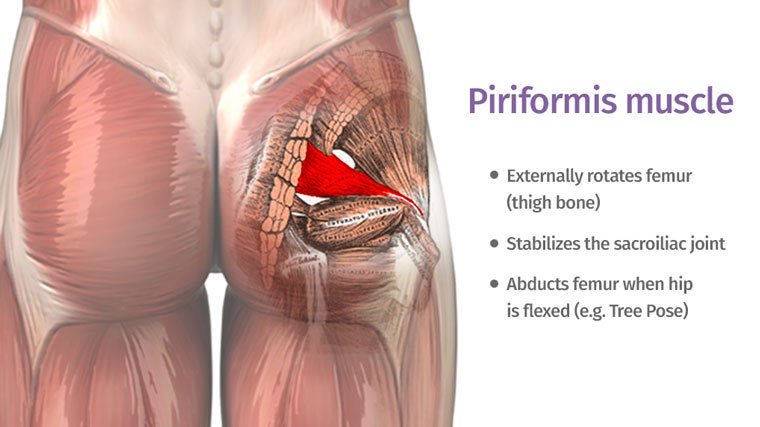 Piriformis (Femur External Rotator)