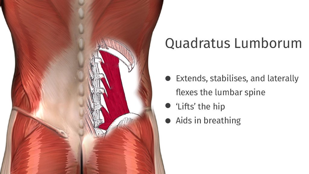 The Role of the Psoas Muscle in Lower Back Pain