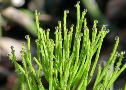 Horsetail herb