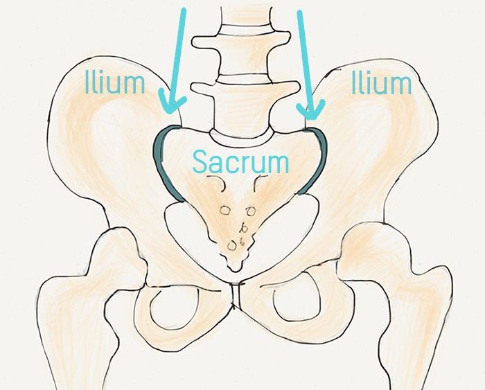 back anatomy